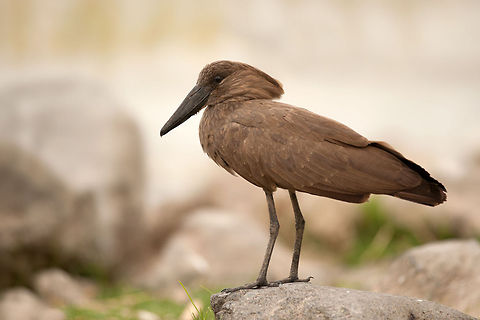 The hamerkop - Scopus umbretta And again found by Ziway Lake Ethiopia :) Birds,Ethiopia,Etiopia,Geotagged,Hamerkop,Scopus umbretta