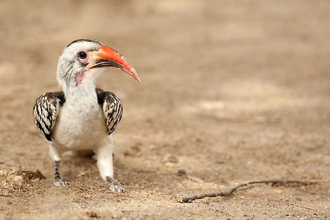 The red-billed hornbill - Tockus erythrorhynchus This hornbill had a nest nearby our lodge and each morning he was surching for food for his family :)  Ethiopia,Etiopia,Geotagged,Red-billed Hornbill,Tockus erythrorhynchus,birds