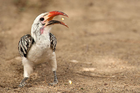 Northern red-billed hornbill
