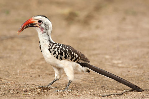 The red-billed hornbill - Tockus erythrorhynchus He was all day long surching for food for the family Birds,Ethiopia,Etiopia,Geotagged,Red-billed Hornbill,Tockus erythrorhynchus