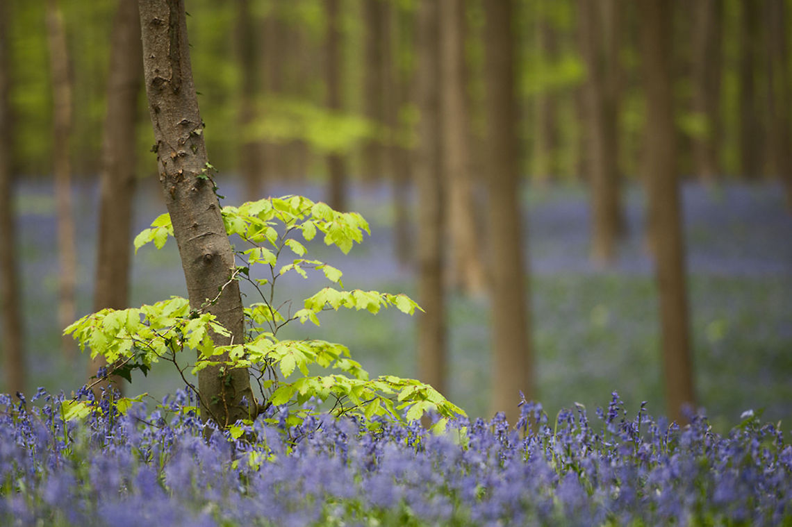 The common bluebell - Hyacinthoides non-scripta A forest drowning in a gorgeous purple sea of bluebell flowers. Belgium,Bluebells,Common bluebell or English bluebell,Forest,Geotagged,Hallerbos,Hyacinthoides non-scripta