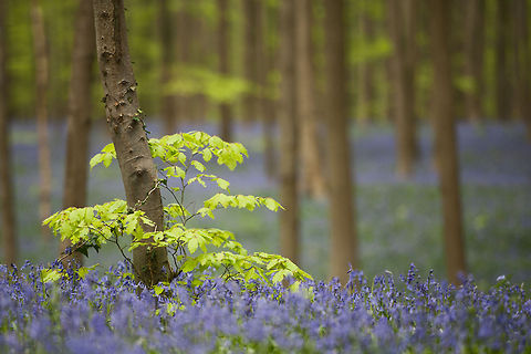 The common bluebell - Hyacinthoides non-scripta A forest drowning in a gorgeous purple sea of bluebell flowers. Belgium,Bluebells,Common bluebell or English bluebell,Forest,Geotagged,Hallerbos,Hyacinthoides non-scripta