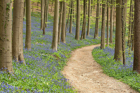The common bluebell - Hyacinthoides non-scripta A path through a bluebell wood. Belgium,Bluebells,Common bluebell or English bluebell,Forest,Geotagged,Hallerbos,Hyacinthoides non-scripta