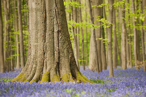 The common bluebell - Hyacinthoides non-scripta An impressive tree stands amongst the bluebells in a wood. Belgium,Bluebells,Common bluebell or English bluebell,Forest,Geotagged,Hallerbos,Hyacinthoides non-scripta