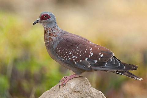 The speckled pigeon - Columba guinea Seen by my lodge near the Langano Lake in Ethiopia Aksum,Birds,Columba guinea,Ethiopia,Geotagged,Pigeons,Speckled Pigeon
