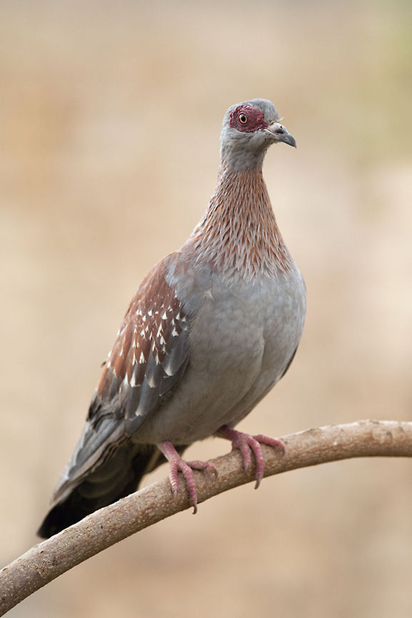 The speckled pigeon - Columba guinea This couple was totally in love but was to shy to show it on the photo ;) Aksum,Birds,Columba guinea,Ethiopia,Geotagged,Pigeons,Speckled Pigeon