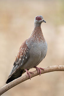 The speckled pigeon - Columba guinea This couple was totally in love but was to shy to show it on the photo ;) Aksum,Birds,Columba guinea,Ethiopia,Geotagged,Pigeons,Speckled Pigeon