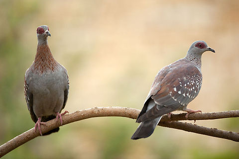 The speckled pigeon - Columba guinea Seen during our trip to Aksum Aksum,Birds,Columba guinea,Ethiopia,Geotagged,Pigeons,Speckled Pigeon
