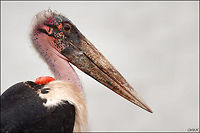 The marabou stork - Leptoptilos crumeniferus Smae place as the hamerkop. It was so great to walk between these guys :) Birds,Ethiopia,Geotagged,Leptoptilos crumeniferus,Marabou Stork