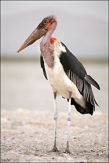 The marabou stork - Leptoptilos crumeniferus Love that cocky feather ;) Birds,Ethiopia,Leptoptilos crumeniferus,Marabou Stork,geotagged