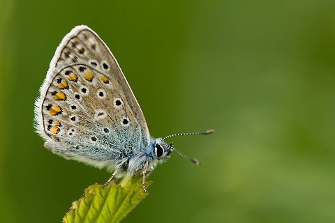 The Common Blue - Polyommatus icarus Beautiful Common Blue sideview showing its blue body and brownish wings that contain black, white and orange patterns. Butterfly,Common Blue,Geotagged,Lycaena,Polyommatus icarus,Rhopalocera,The Netherlands