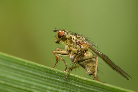 The Golden Dung Fly - Scatophaga stercoraria Yellow/Golden Dung Fly sideview on a leaf. Fly,Geotagged,Golden Dung Fly,Insects,Scathophaga stercoraria,The Netherlands