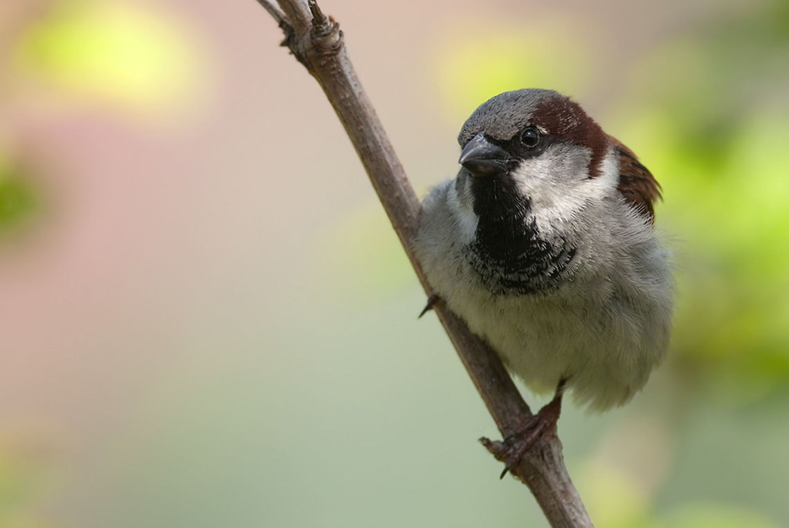 The house sparrow - Passer domesticus A curious house sparrow balances itself sideways on a branch. Birds,Geotagged,House Sparrow,House sparrow,Passer domesticus,Sparrow,The Netherlands