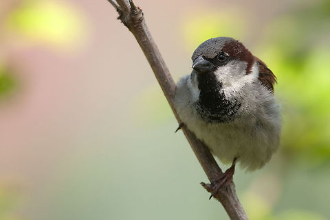 The house sparrow - Passer domesticus A curious house sparrow balances itself sideways on a branch. Birds,Geotagged,House Sparrow,House sparrow,Passer domesticus,Sparrow,The Netherlands