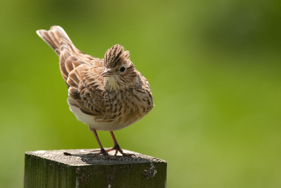 The Eurasian skylark - Alauda arvensis A Skylark sits on a garden fence post. Alauda arvensis,Birds,Geotagged,Skylark,The Netherlands