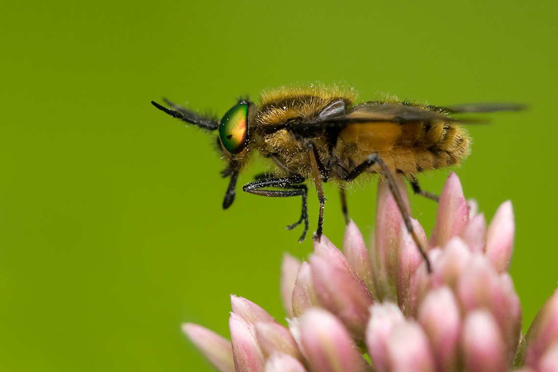 The adult twin-lobed deerfly - Chrysops relictus Horsefly on a pink flower. Animalia,Arthropoda,Brachycera,Chrysops,Chrysops relictus,Diptera,Endopterygota,Geotagged,Hexapoda,Insecta,Insects,Orthorrapha,Pterygota,Tabanidae,The Netherlands