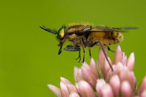 The adult twin-lobed deerfly - Chrysops relictus Horsefly on a pink flower. Animalia,Arthropoda,Brachycera,Chrysops,Chrysops relictus,Diptera,Endopterygota,Geotagged,Hexapoda,Insecta,Insects,Orthorrapha,Pterygota,Tabanidae,The Netherlands
