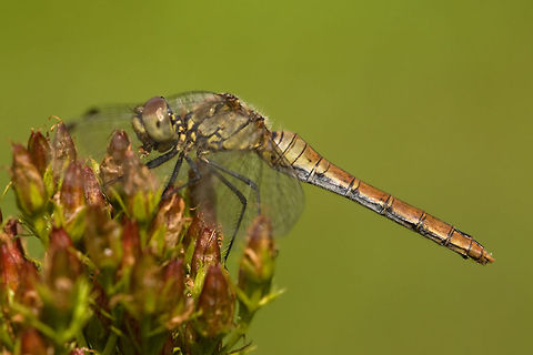 Dragonfly Sideview of a Dragonly that landed on a flower. Geotagged,Insects,Odonata,Ruddy Darter,Sympetrum sanguineum,The Netherlands