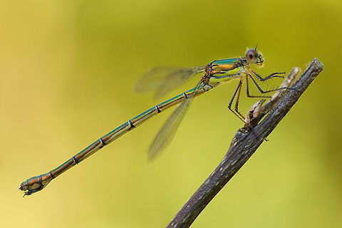 The Willow Emerald Damselfly - Chalcolestes viridis Fantastic sideview of a Damselfly giving a good look at its lengthy body. Chalcolestes viridis,Insects,Lestes viridis,Odonata,The Netherlands,Willow Emerald Damselfly