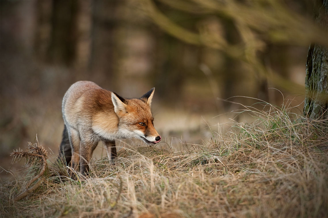 The red fox - Vulpes vulpes Always great to see these beautiful animals Carnivora,Fox,Geotagged,Mammals,Red Fox,The Netherlands,Vulpes vulpes