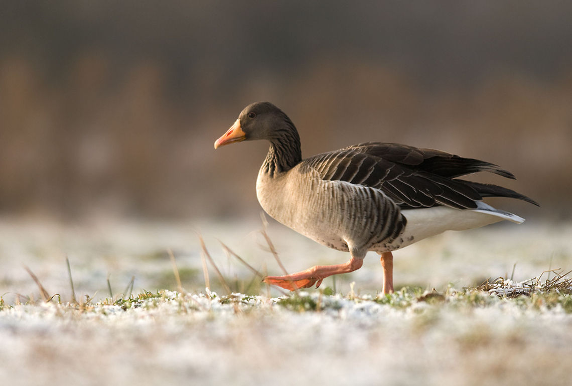 The greylag goose - Anser anser A Greylag Goose stomps across frosty ground. Anser anser,Aves,Birds,Geotagged,Goose,Greylag Goose,The Netherlands