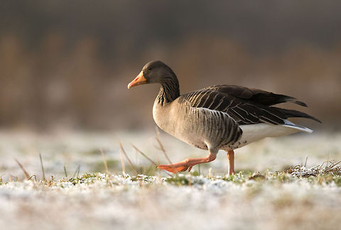 The greylag goose - Anser anser A Greylag Goose stomps across frosty ground. Anser anser,Aves,Birds,Geotagged,Goose,Greylag Goose,The Netherlands