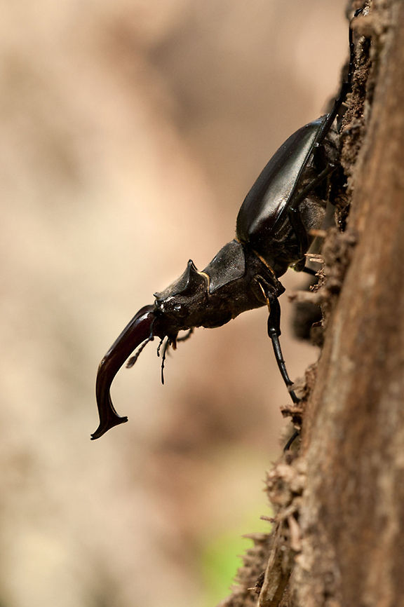 The Stag beetle - Lucanus cervus Awesome sideview of a stag beetle, clearly showing its large jaws. Geotagged,Insects,Lucanus cervus,The Netherlands,Veluwe