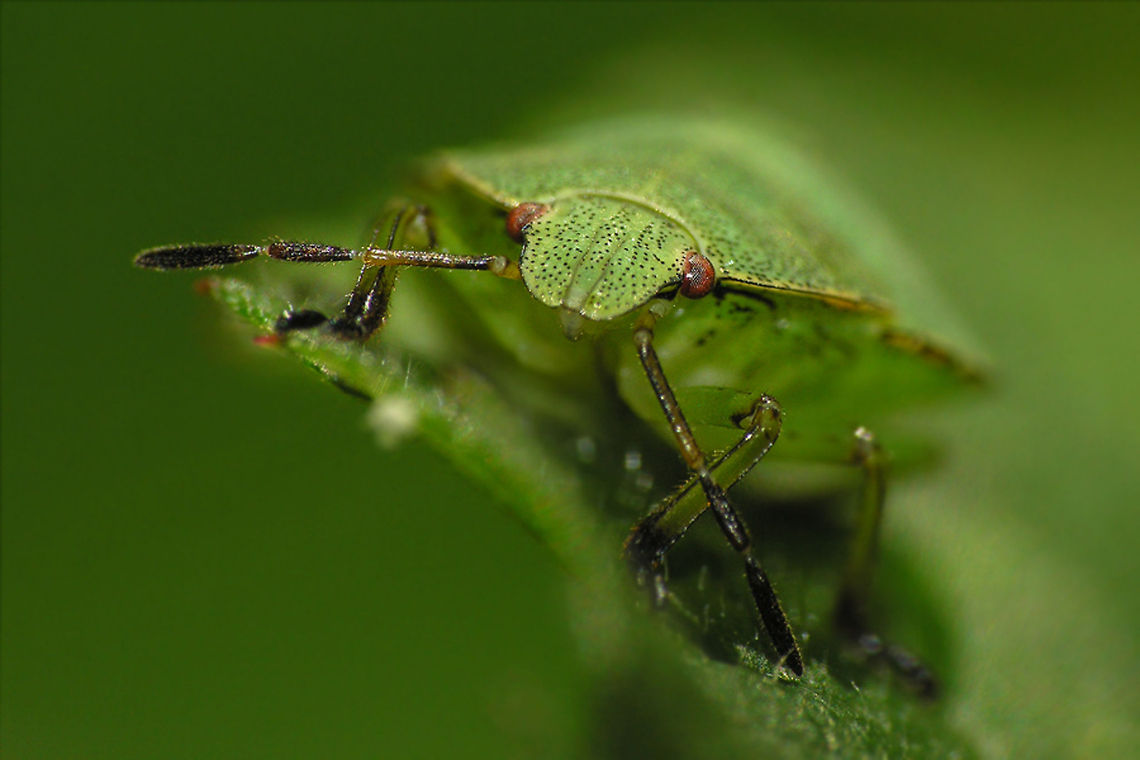 Green shield bug Closeup of a Green Shield Bug on a leaf. Bugs,Camouflage,Geotagged,Green Stink Bug,Green shield bug,Insects,Macro,Palomena prasina,The Netherlands