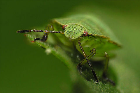 Green shield bug Closeup of a Green Shield Bug on a leaf. Bugs,Camouflage,Geotagged,Green Stink Bug,Green shield bug,Insects,Macro,Palomena prasina,The Netherlands