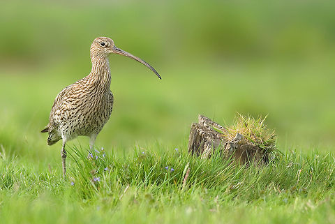 Eurasian Curlew A curlew stands alert in the grass. Birds,Curlew,Eurasian Curlew,Numenius arquata