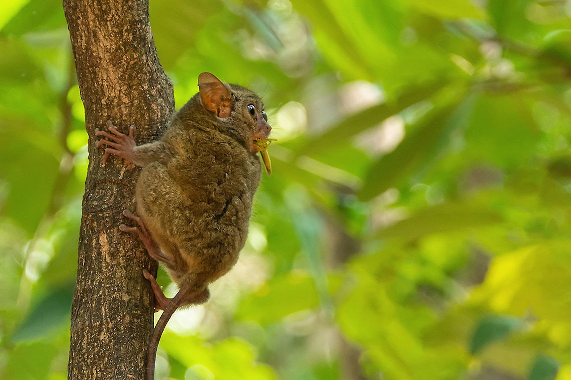 Tarsius Tarsier I encountered this little fellow in the Tangkoko National park on Sulawesi Indonesia. Really incredible to see how small this little fellow really is. Geotagged,Indonesia,Mammals,Primates,Spectral tarsier,Summer,Tangkoko National Park,Tarsius tarsier