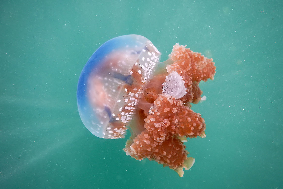 White-spotted jellyfish During my trip through Sulawesi I had the opprtunity to swin in a Jelly fish lake. What an amazing expericence. Geotagged,Indonesia,Jellyfish,Phyllorhiza punctata,Spring,Sulawesi,Togian Islands,White-spotted jellyfish