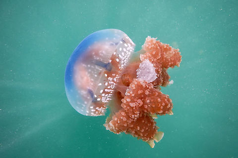 White-spotted jellyfish During my trip through Sulawesi I had the opprtunity to swin in a Jelly fish lake. What an amazing expericence. Geotagged,Indonesia,Jellyfish,Phyllorhiza punctata,Spring,Sulawesi,Togian Islands,White-spotted jellyfish
