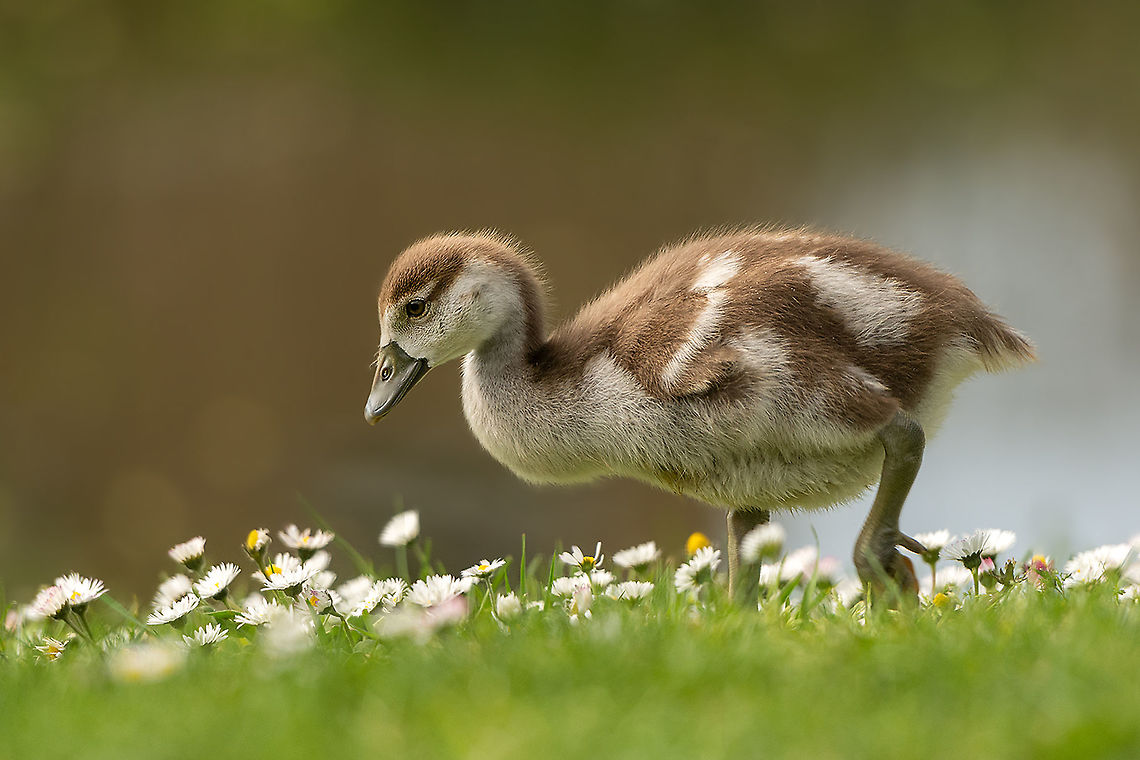 Little Egyptian Goose The first one of this year spring. Found him or her very close to my home with 3 other brothers or sisters Alopochen aegyptiacus,Anatidae,Animalia,Anseriformes,Aves,Birds,Chordata,Egyptian Goose,Geotagged,Goose,Netherlands,Spring