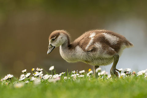 Little Egyptian Goose The first one of this year spring. Found him or her very close to my home with 3 other brothers or sisters Alopochen aegyptiacus,Anatidae,Animalia,Anseriformes,Aves,Birds,Chordata,Egyptian Goose,Geotagged,Goose,Netherlands,Spring