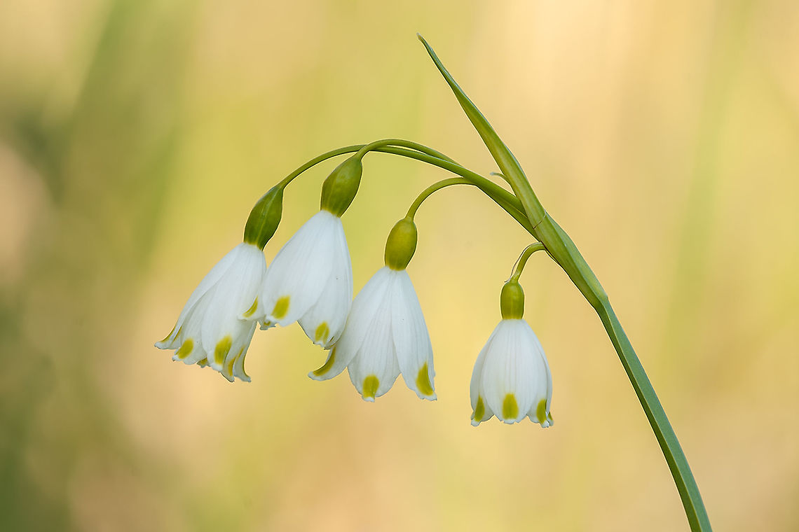 Leucojum aestivum My favorite wild flowers in my favorite national park.<br />
 Amaryllidaceae,Asparagales,Embryophyta,Geotagged,Leucojum,Leucojum aestivum,Netherlands,Spermatopsida,Spring,Summer Snowflake