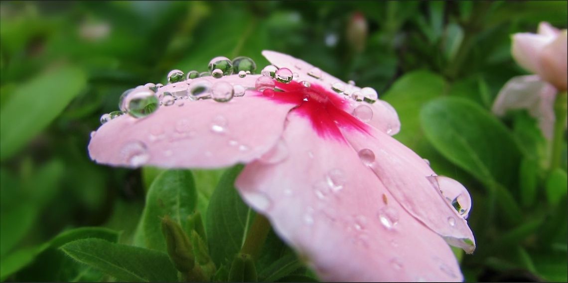 Rain Droplets  Catharanthus roseus,Droplets,Flower,Garden,Madagascar rosy periwinkle,Nature,Rain