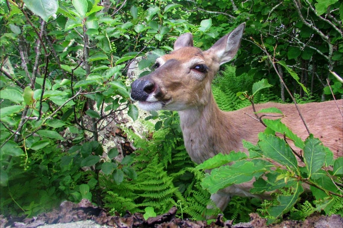 Doe  Deer,Doe,Happy,Hiking,Odocoileus virginianus,White-tailed Deer