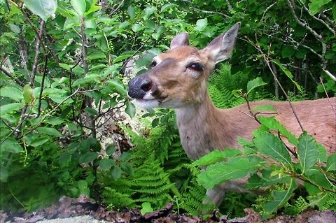 Doe  Deer,Doe,Happy,Hiking,Odocoileus virginianus,White-tailed Deer