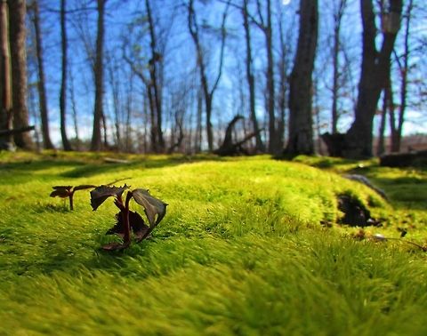 Moss  Green Moss,Ground,Low,Mossy carpet,Outside,Piercia bryophilaria