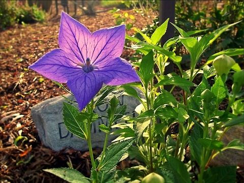 Flower  Chinese bellflower,Flower,Garden,Platycodon grandiflorus,Purple