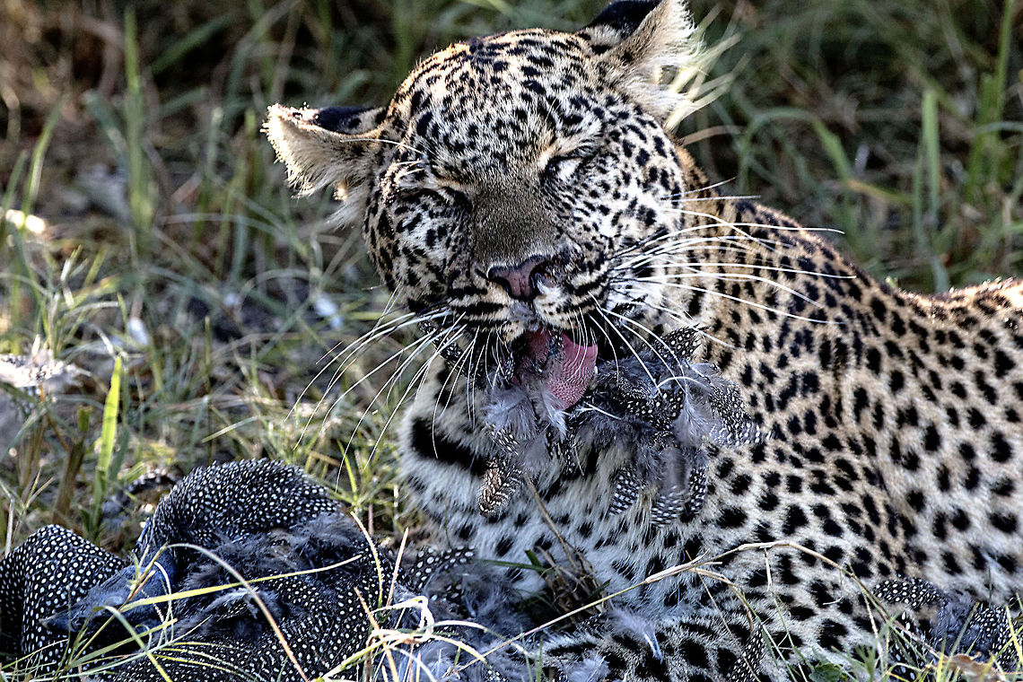 Dinnertime A leopard has just caught a guinea fowl and is enjoying a light dinner African animal,African cat,Botswana,Geotagged,Leopard,Panthera pardus,guinea fowl