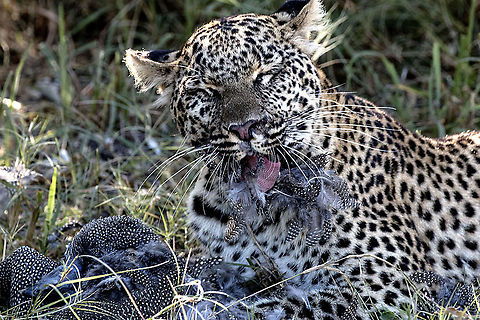 Dinnertime A leopard has just caught a guinea fowl and is enjoying a light dinner African animal,African cat,Botswana,Geotagged,Leopard,Panthera pardus,guinea fowl
