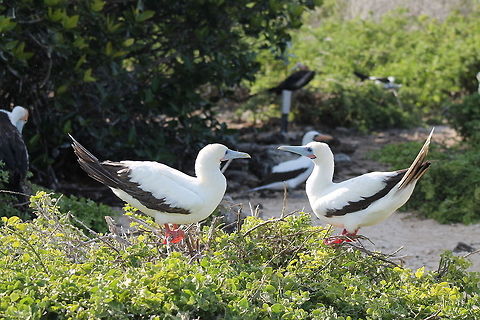 Two white variant red footed boobies on Genovesa Island  Ecuador,Geotagged,Red footed booby,Sula sula