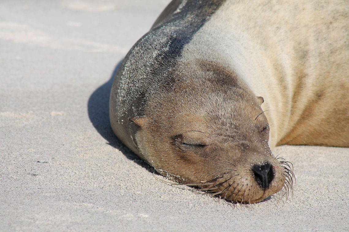 The Galápagos sea lion  Ecuador,Galápagos sea lion,Geotagged,Zalophus wollebaeki