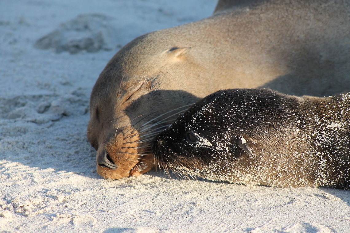 Sea lion mother and newborn pup  Ecuador,Gal&aacute;pagos sea lion,Geotagged,Zalophus wollebaeki