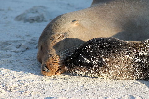 Sea lion mother and newborn pup  Ecuador,Galápagos sea lion,Geotagged,Zalophus wollebaeki
