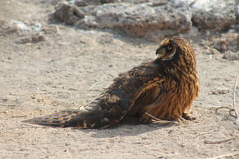 Hunting Short Eared Owl on Genovesa Island  Asio flammeus,Ecuador,Geotagged,Short Eared Owl
