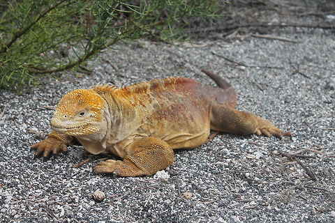 Resting Galapagos Land Iguana in Urbina Bay  Conolophus subcristatus,Ecuador,Galapagos land iguana,Geotagged