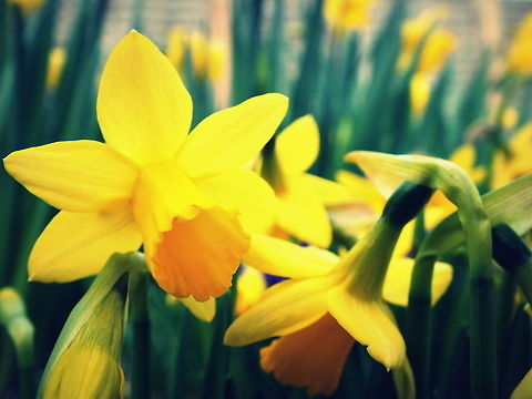 Living Sunshine  Lent lily,Narcissus pseudonarcissus